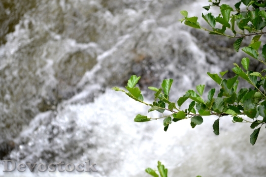 Devostock River Water Nature Branch