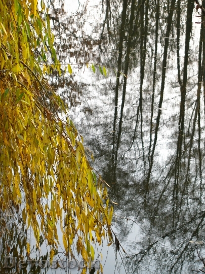 Devostock River Water Trees Reflexions
