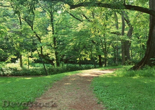 Devostock Road In Forest 1