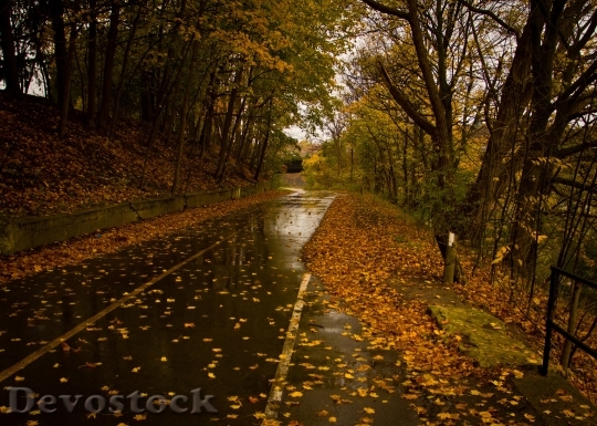 Devostock Road Wet Rain Leaves