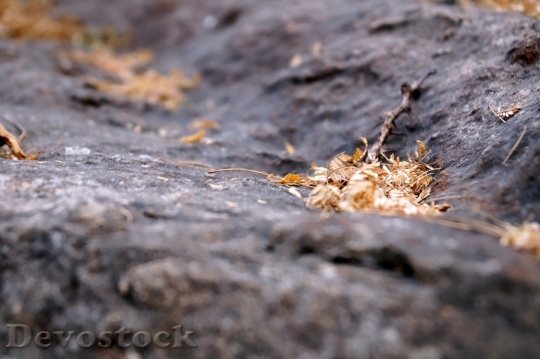 Devostock Rock Leaves Dry Nature