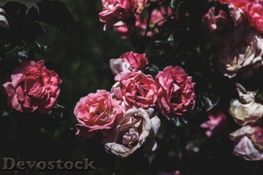 Devostock Romantic Flowers Garden 5534