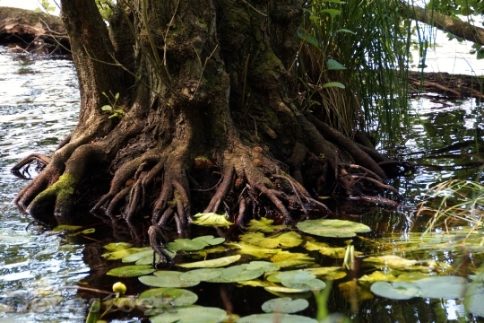 Devostock Root Tree Lagoon Waterlily