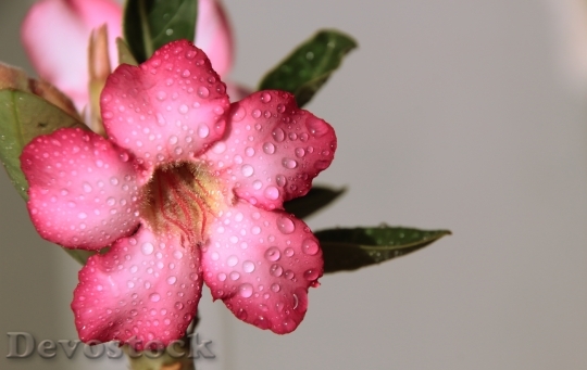 Devostock Rosa Flower Water Rain