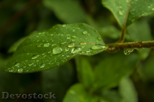 Devostock Rosa Leaves Nature Green