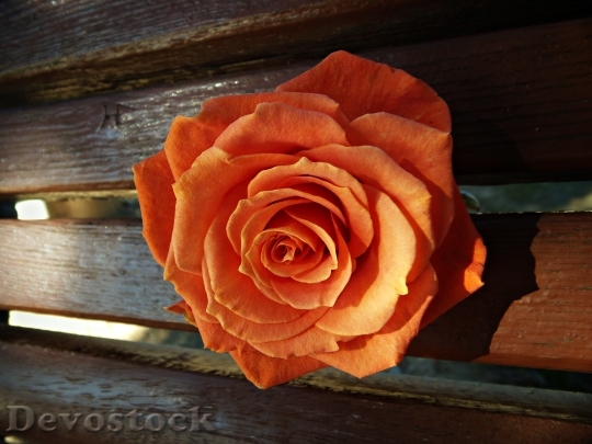 Devostock Rosa Orange Reflection Wood