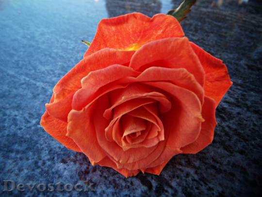 Devostock Rosa Pink Orange Petals
