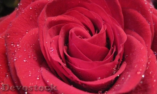 Devostock Rose Bloom Drop Water