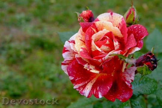 Devostock Rose Blossom Bloom Multi
