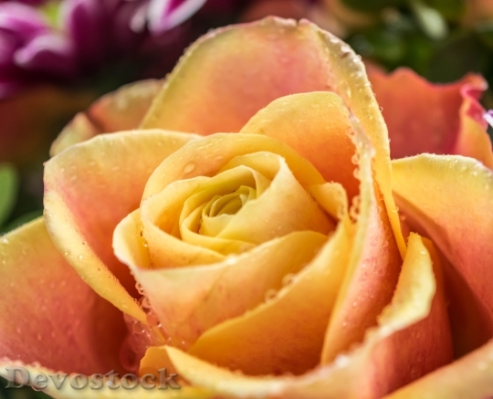 Devostock Rose Blossom Bloom Noble