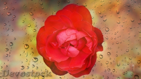 Devostock Rose Blossom Bloom Red 20