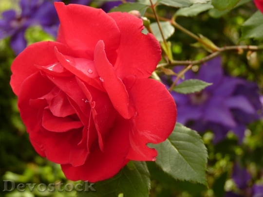 Devostock Rose Blossom Bloom Red Rose 8769 4K.jpeg