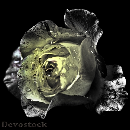 Devostock Rose Blossom Subtle Color