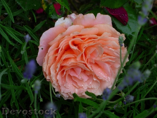 Devostock Rose Dew Flower Blossom
