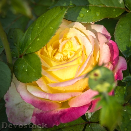Devostock Rose Drip Blossom Bloom 1
