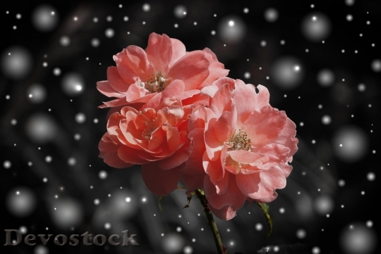 Devostock Rose Flower Flowers Plant 4060 4K.jpeg