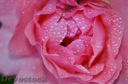 Devostock Rose Flower Pink Floral 7