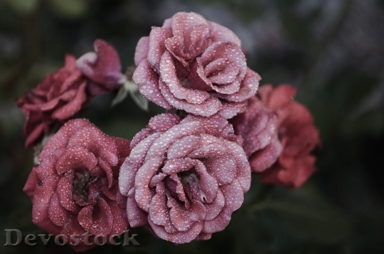 Devostock Rose Flower Pink Floral