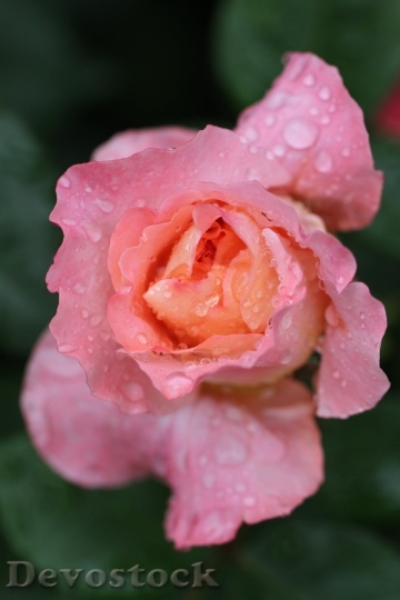 Devostock Rose Flower Rose Blooms Pink 6841 4K.jpeg