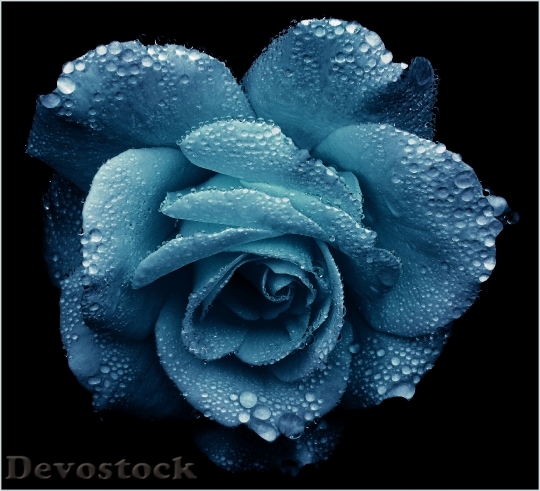 Devostock Rose Gold Romantic Blossom 0