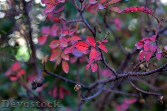 Devostock Rose Hip Leaves Autumn