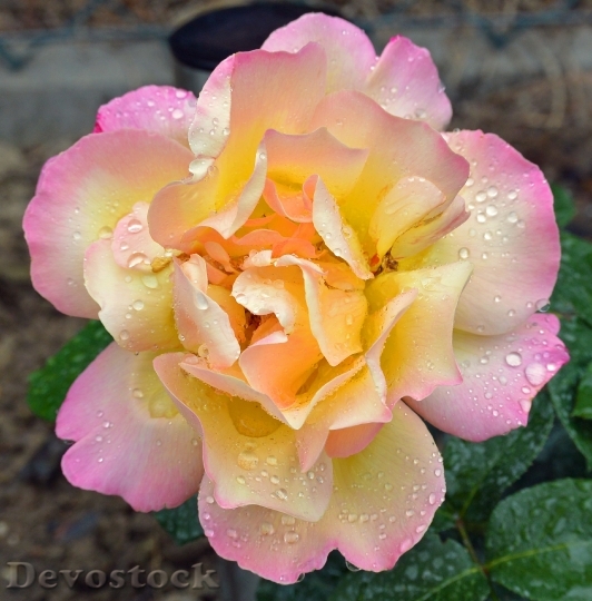 Devostock Rose Macro Close Blossom 3