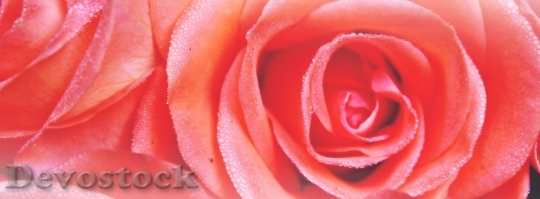 Devostock Rose Moist Blossom Bloom