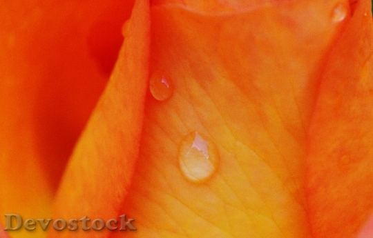 Devostock Rose Orange Background Image 0