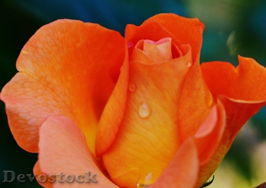 Devostock Rose Orange Drop Water