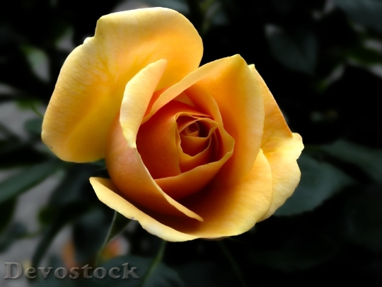 Devostock Rose Orange Flowers Flower 6881 4K.jpeg