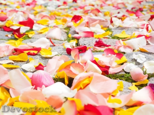 Devostock Rose Petals Petals Wedding Red 3725 4K.jpeg