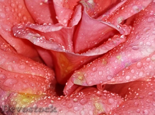 Devostock Rose Pink Drip Flower