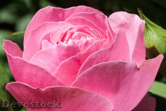Devostock Rose Pink Green Flowers 5491 4K.jpeg