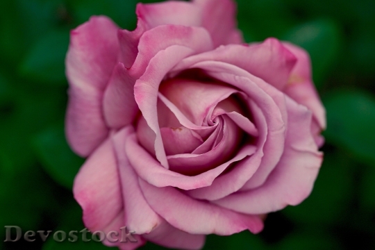 Devostock Rose Pink Nature Leaes 4K