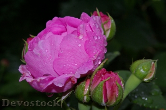 Devostock Rose Pink Rose Scented 1