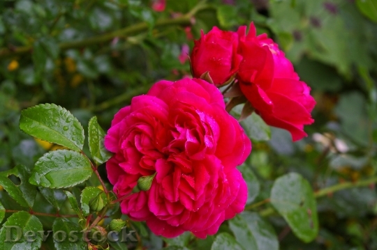 Devostock Rose Pink Rose Scented