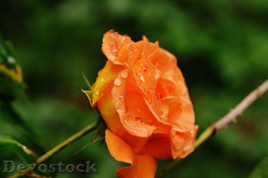Devostock Rose Plant Drop Water 1