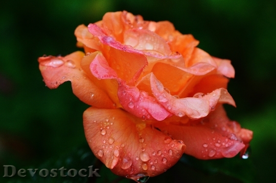 Devostock Rose Plant Drop Water 5
