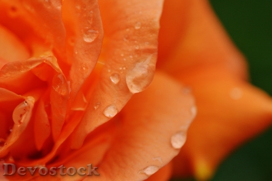 Devostock Rose Plant Drop Water