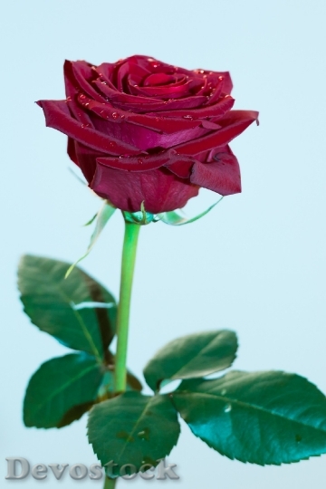 Devostock Rose Plant Flower Nature 1
