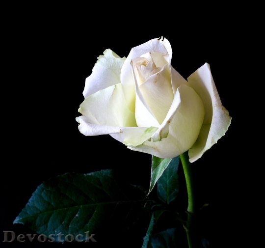 Devostock Rose Plant Tender Natre 4K