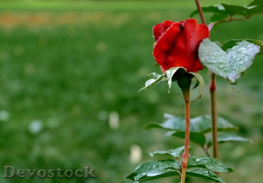 Devostock Rose Red Blossom Bloom 15