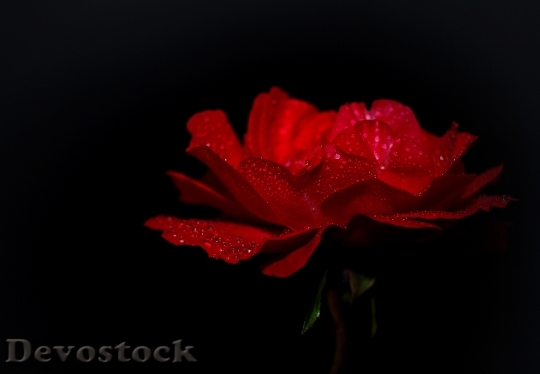 Devostock Rose Red Blossom Bloom 3
