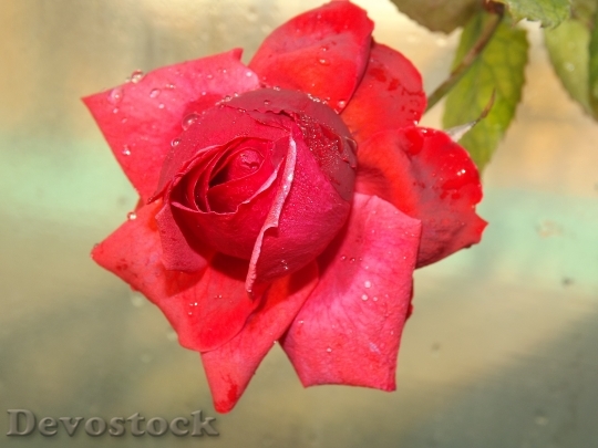Devostock Rose Red Dew Flower 2