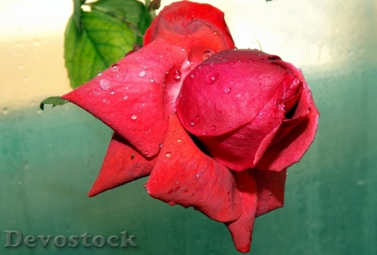 Devostock Rose Red Dew Flower 3