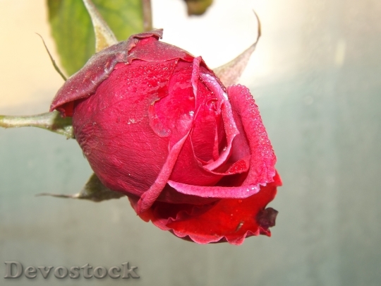Devostock Rose Red Dew Flower 4