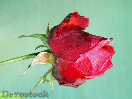 Devostock Rose Red Dew Flower 6