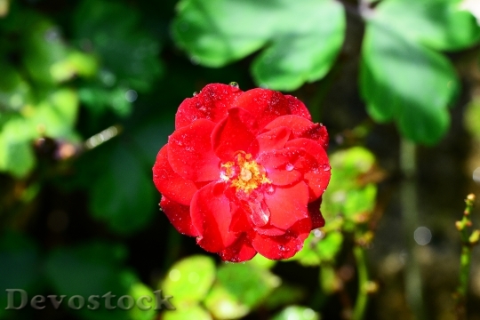 Devostock Rose Red Drops Water