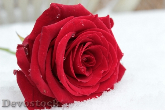 Devostock Rose Red Flower Blossom 20