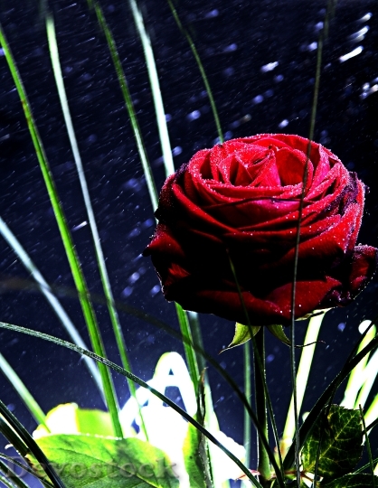 Devostock Rose Red Mirroring Flower 1